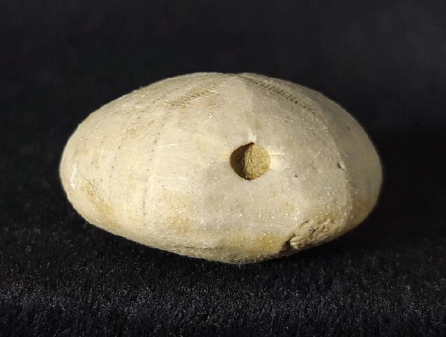 Heteraster oblongus (BRONGNIART 1821) - Bild &copy; FossNet FossilienStore